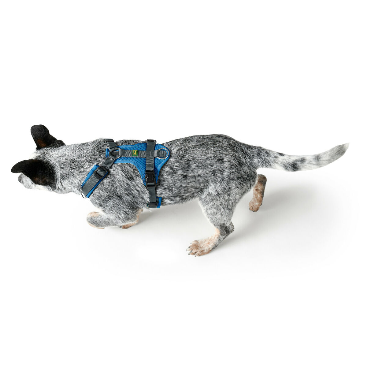 Hundsele Hunter Maldon Up Blå 31-49 cm
